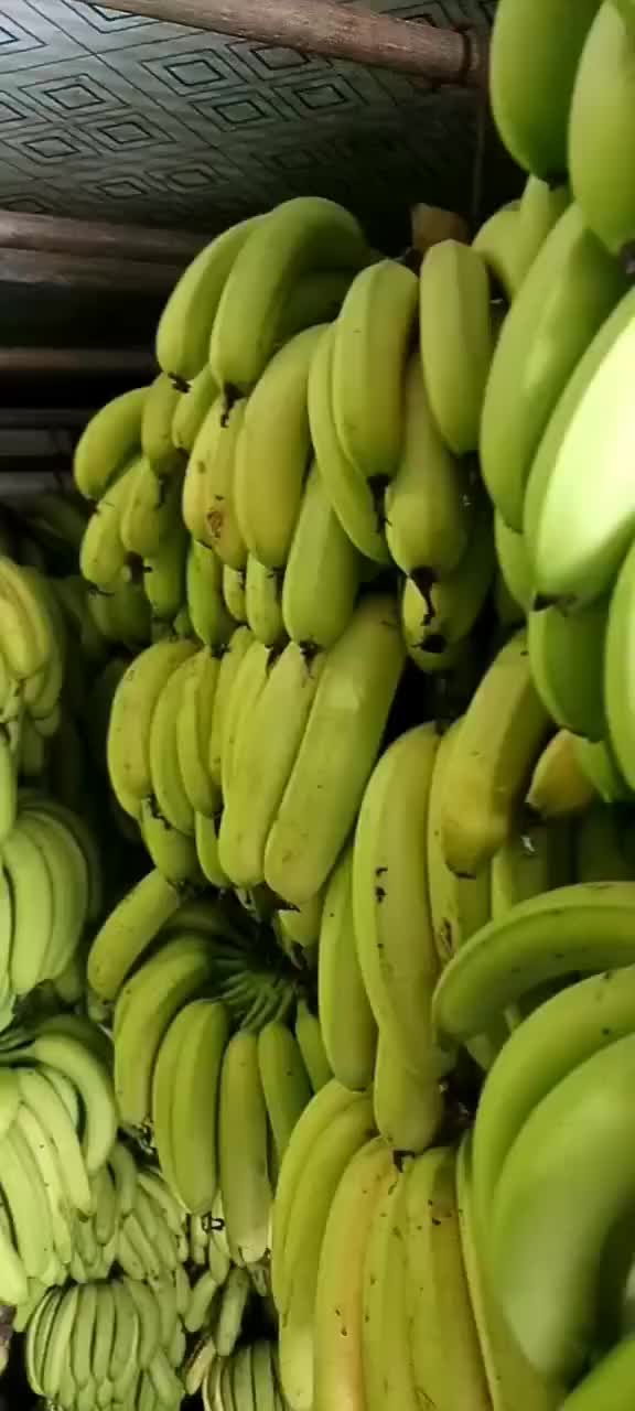 云南香蕉最新價格走勢深度論述，市場趨勢與影響因素分析