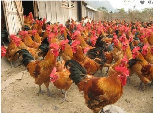 今年雞的行情，見證溫馨故事與市場價格波動