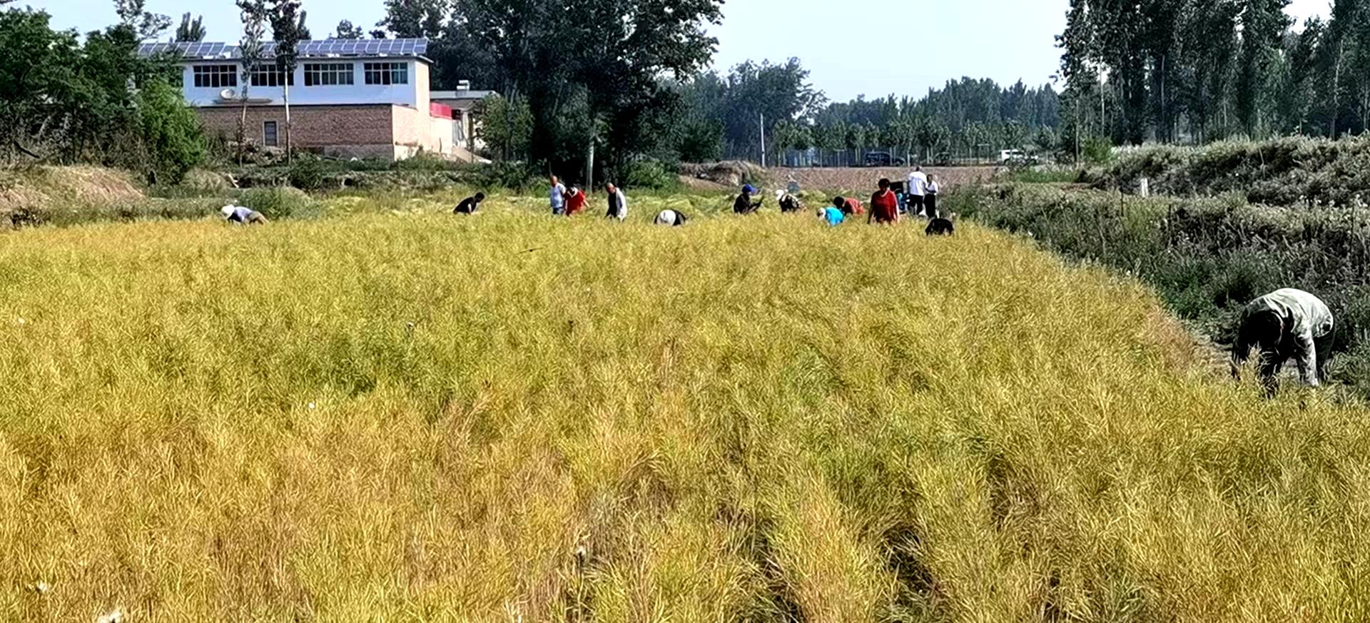 河北高碑店，城市蛻變與勵(lì)志之火燃燒不息