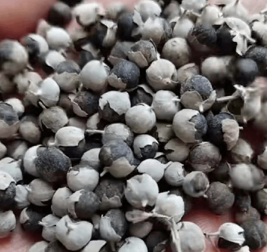 獨(dú)活價(jià)格背后的溫情故事揭秘