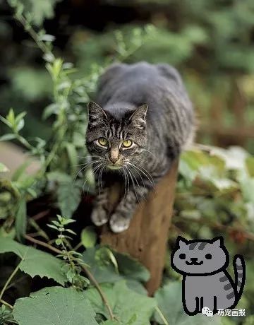 貓咪后院新秀精選，貓界新星成長記的勵(lì)志之旅