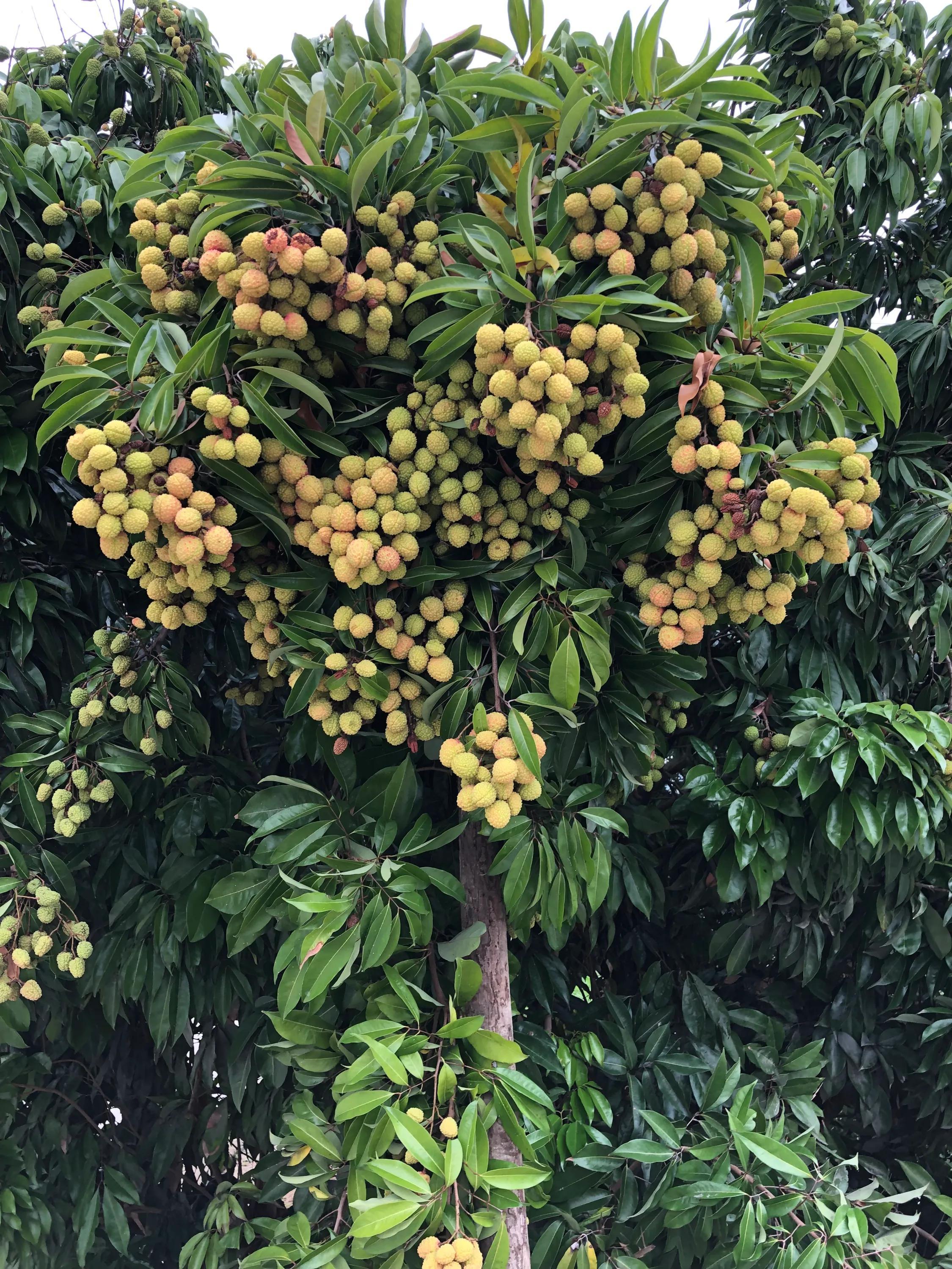 荔枝的成熟季節(jié)與上市月份，回溯荔枝的地位及成熟季節(jié)探討