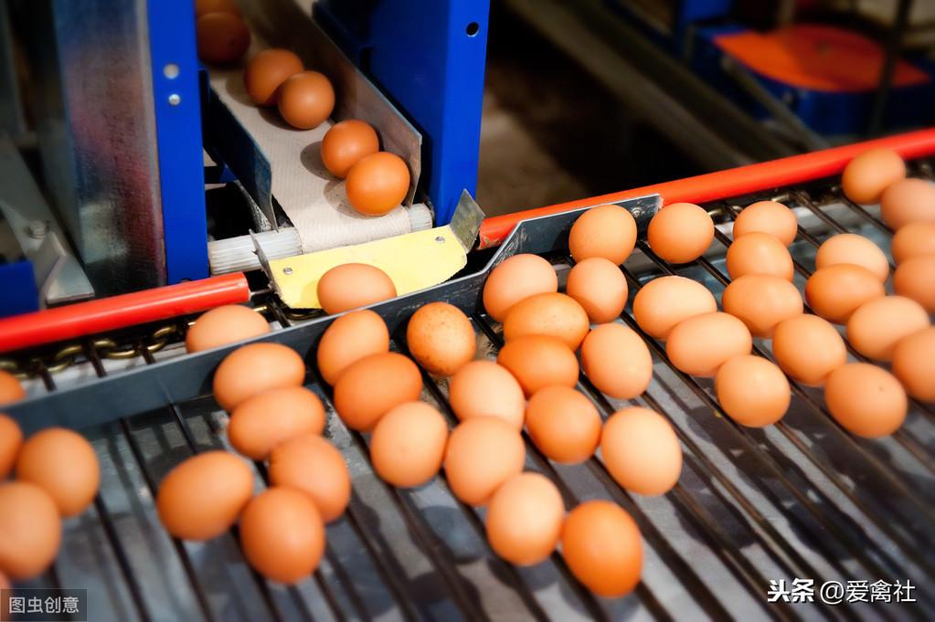 亳州今日雞蛋市場行情概覽????