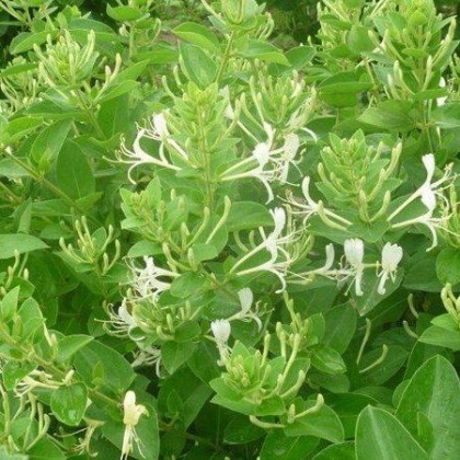 今日金銀花價格行情概覽