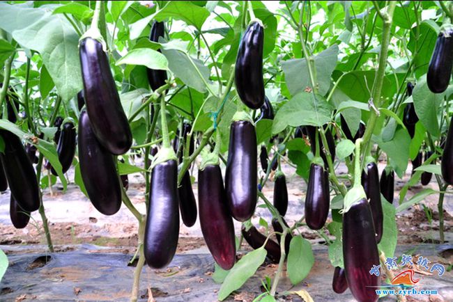 長茄最新價格行情動態(tài)更新