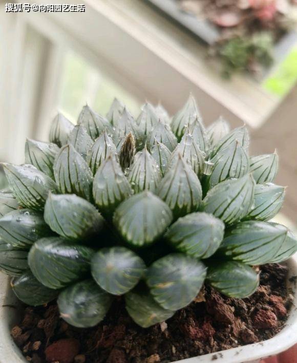 玉露價格全面指南