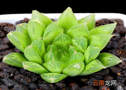 玉露價格全面指南