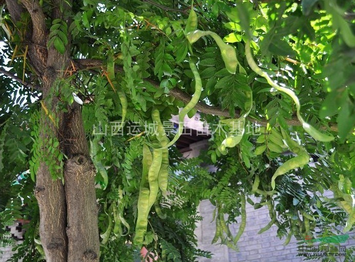 皂角樹價格,皂角樹價格——科技與自然融合的智慧之選