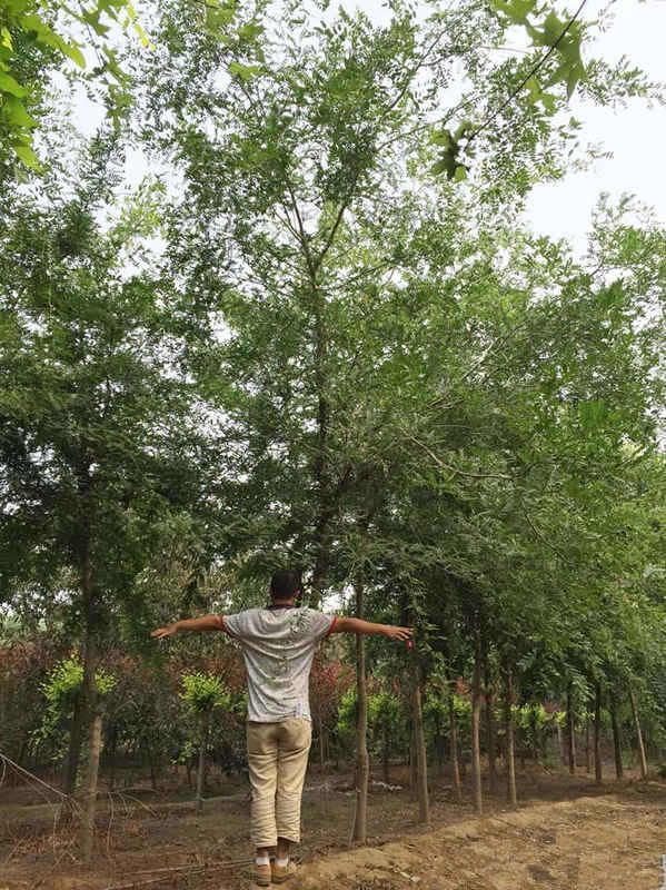 皂角樹價格,皂角樹價格——科技與自然融合的智慧之選