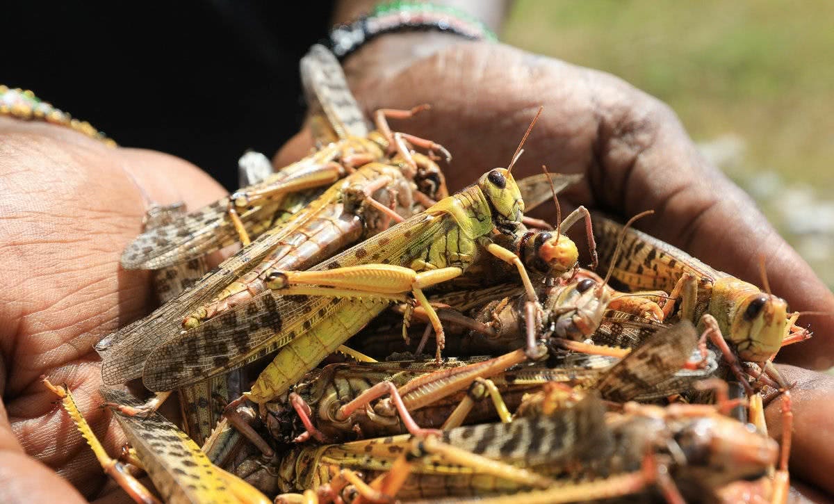 蝗蟲最新動態(tài)與小巷中的美食探索