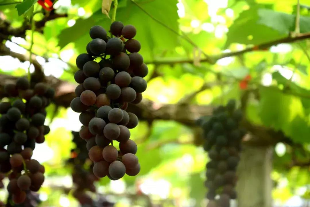 永康上市企業(yè),心靈與自然的和諧之旅