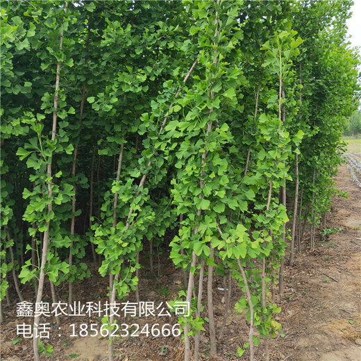 銀杏樹苗最新價格匯總表