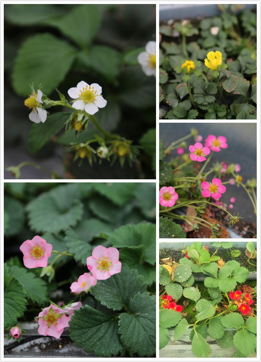 淮南市最新地圖版本的價(jià)值與影響分析