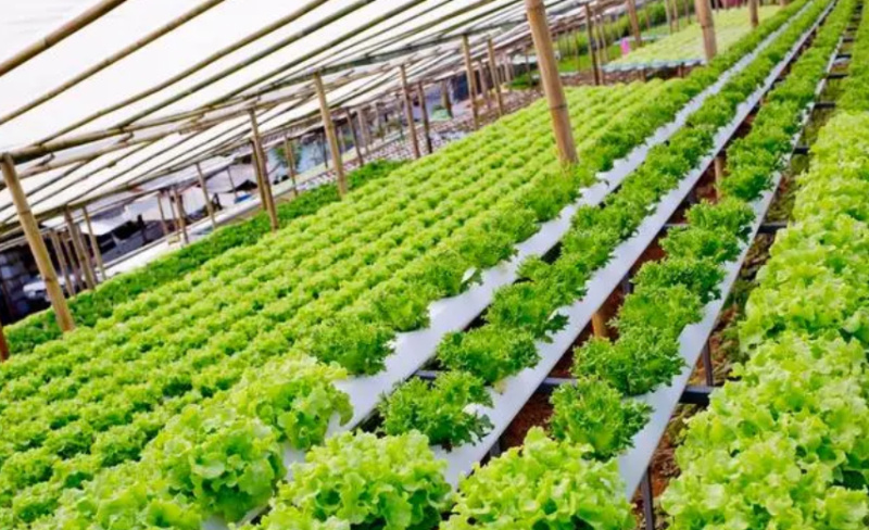 最新農(nóng)業(yè)項(xiàng)目引領(lǐng)重塑農(nóng)業(yè)未來