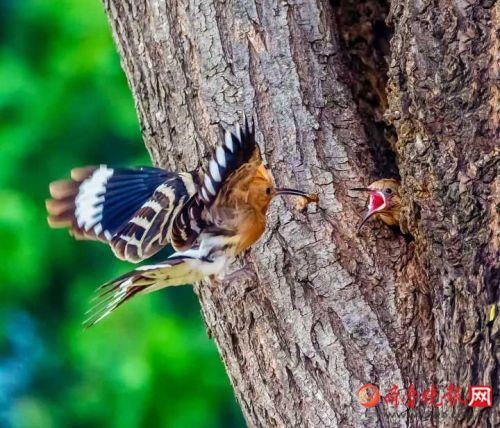 濟南黑老大科技產(chǎn)品介紹及最新動態(tài)