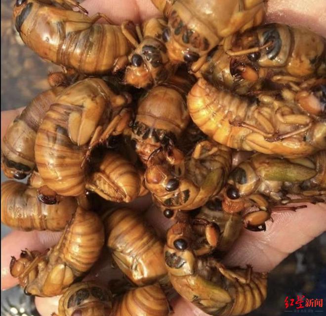 金蟬最新規(guī)定及其觀點論述解析