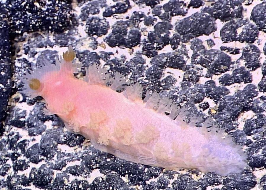 最新采集號(hào)獲取步驟及指南