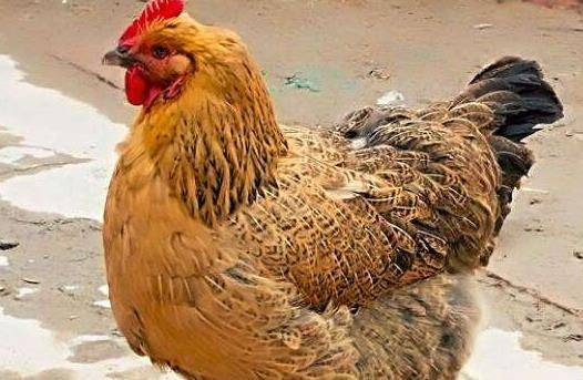 老雞友引領(lǐng)高科技重塑生活體驗(yàn)的時(shí)代風(fēng)潮