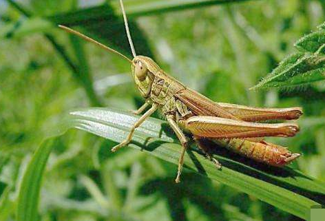 揭秘蝗蟲危害背后的自然美景之旅