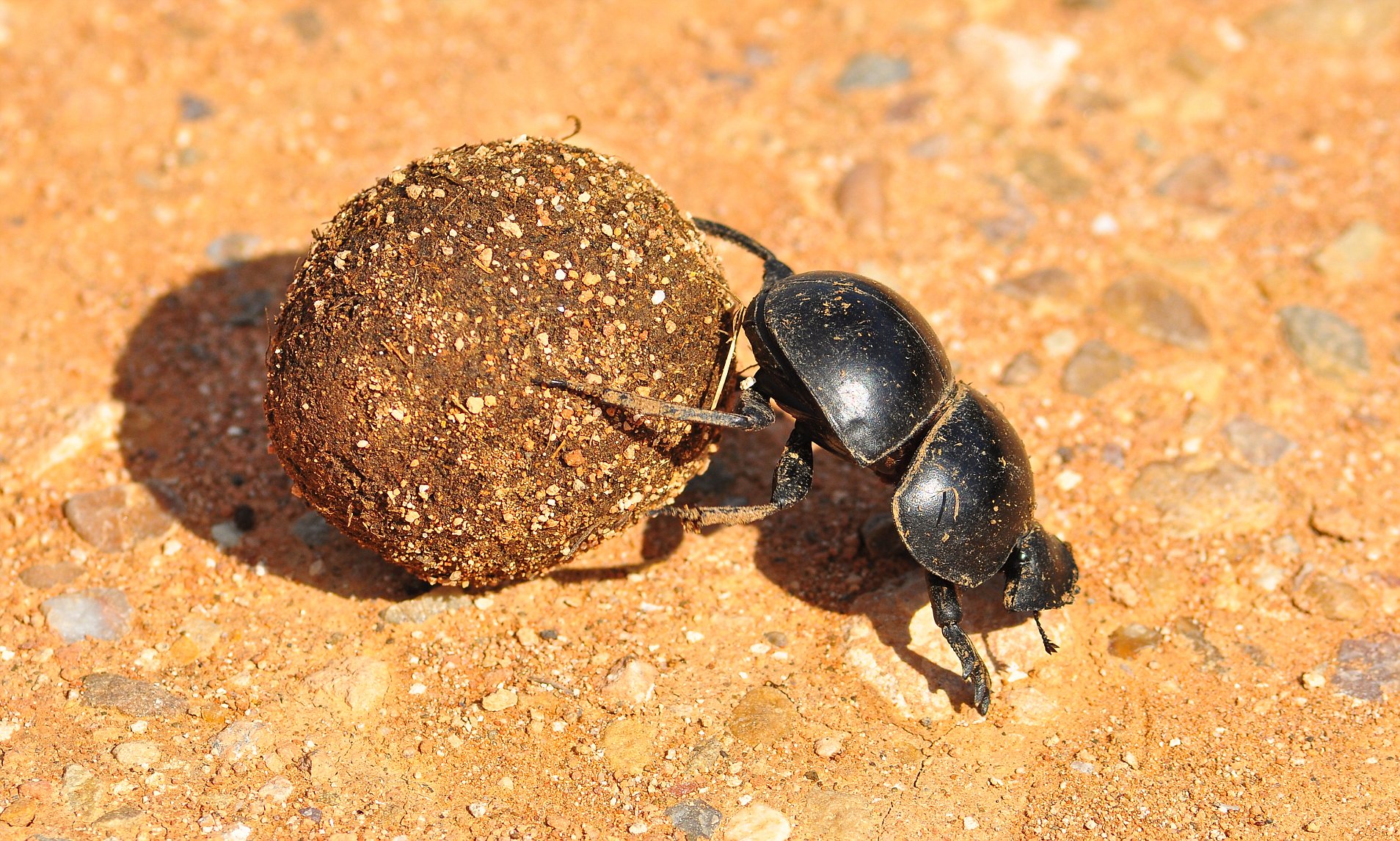 探索自然界新奇跡，最新蟲(chóng)種揭秘