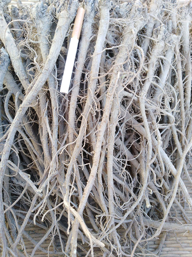 柴胡最新價(jià)格動(dòng)態(tài)與心靈之旅，探尋自然美景與內(nèi)心寧?kù)o的交融