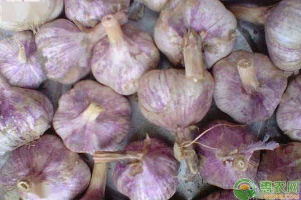 大蒜價(jià)格今日最新行情更新