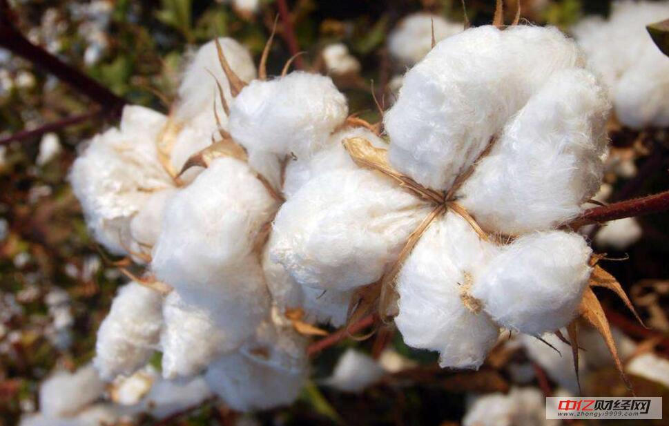 棉花今日最新價(jià)格及市場(chǎng)走勢(shì)與各方觀點(diǎn)深度分析