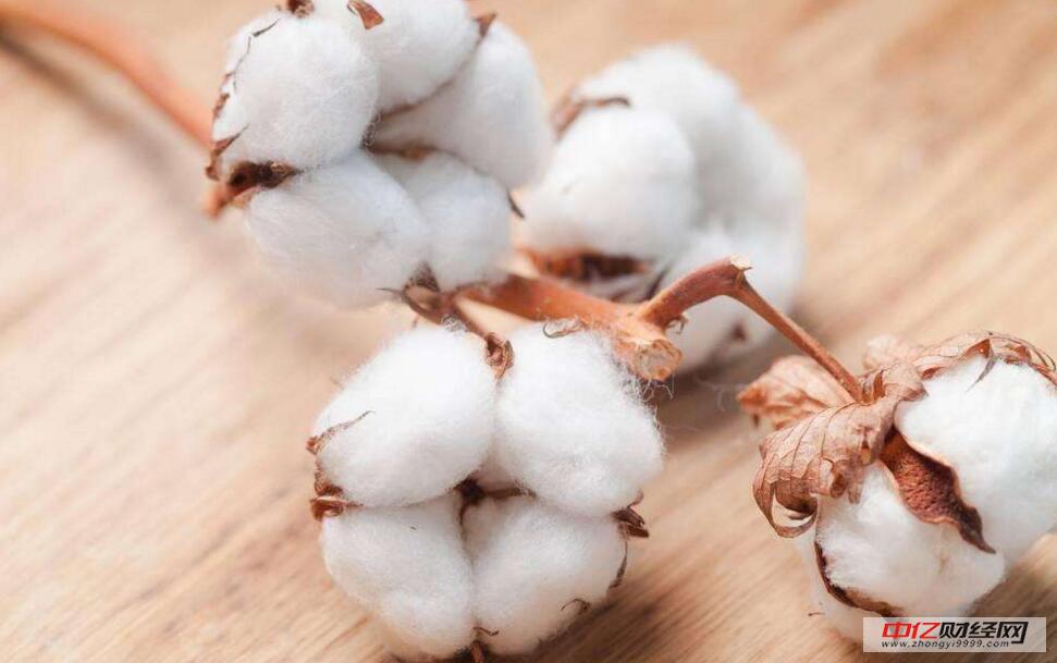 棉花今日最新價(jià)格及市場(chǎng)走勢(shì)與各方觀點(diǎn)深度分析