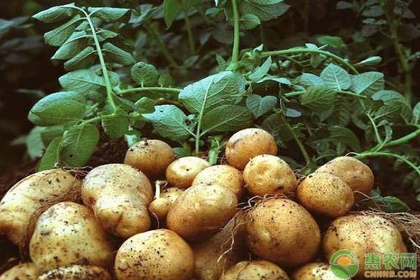 土豆最新價格行情，探尋內(nèi)心平靜的土豆之旅