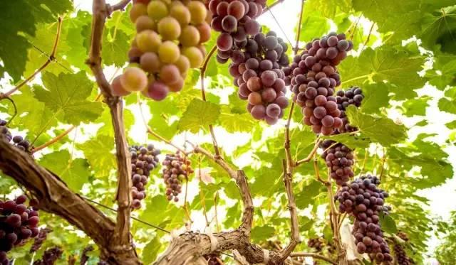 洛陽李樓最新規(guī)劃圖揭秘，自然美景的探索之旅