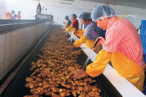 黑埠子大姜最新價(jià)格概覽，市場走勢、分析與購買指南