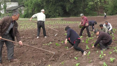 合川香龍鎮(zhèn)新任書記的溫馨日常風采展示