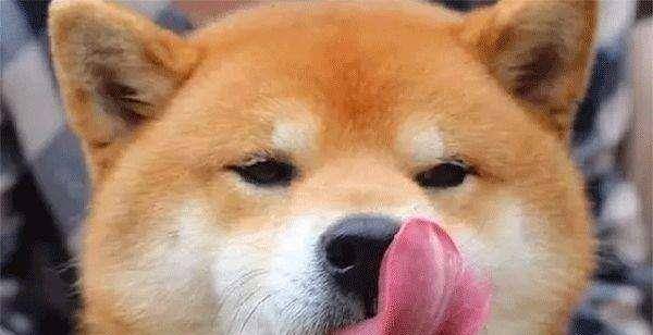 女人愛(ài)狗狗舔私處背后的情感之旅，一場(chǎng)尋找內(nèi)心平靜的探險(xiǎn)之旅